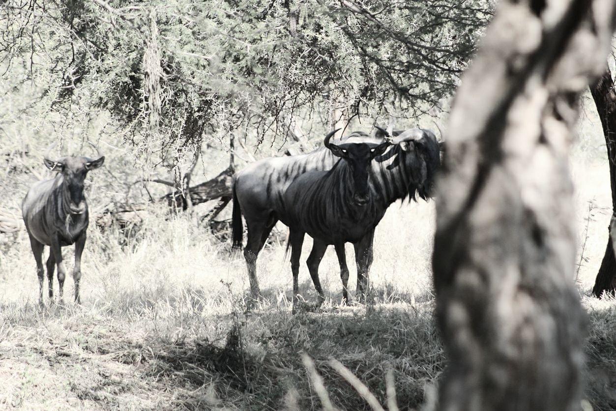 Blue Wildebeest