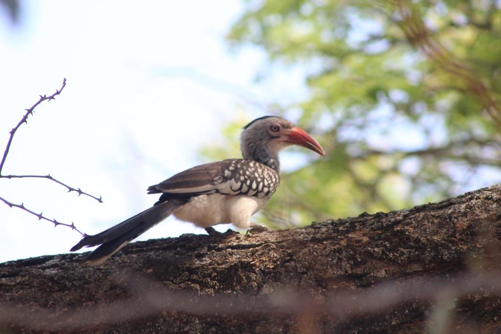 Southern Yellow-billed Hornbill