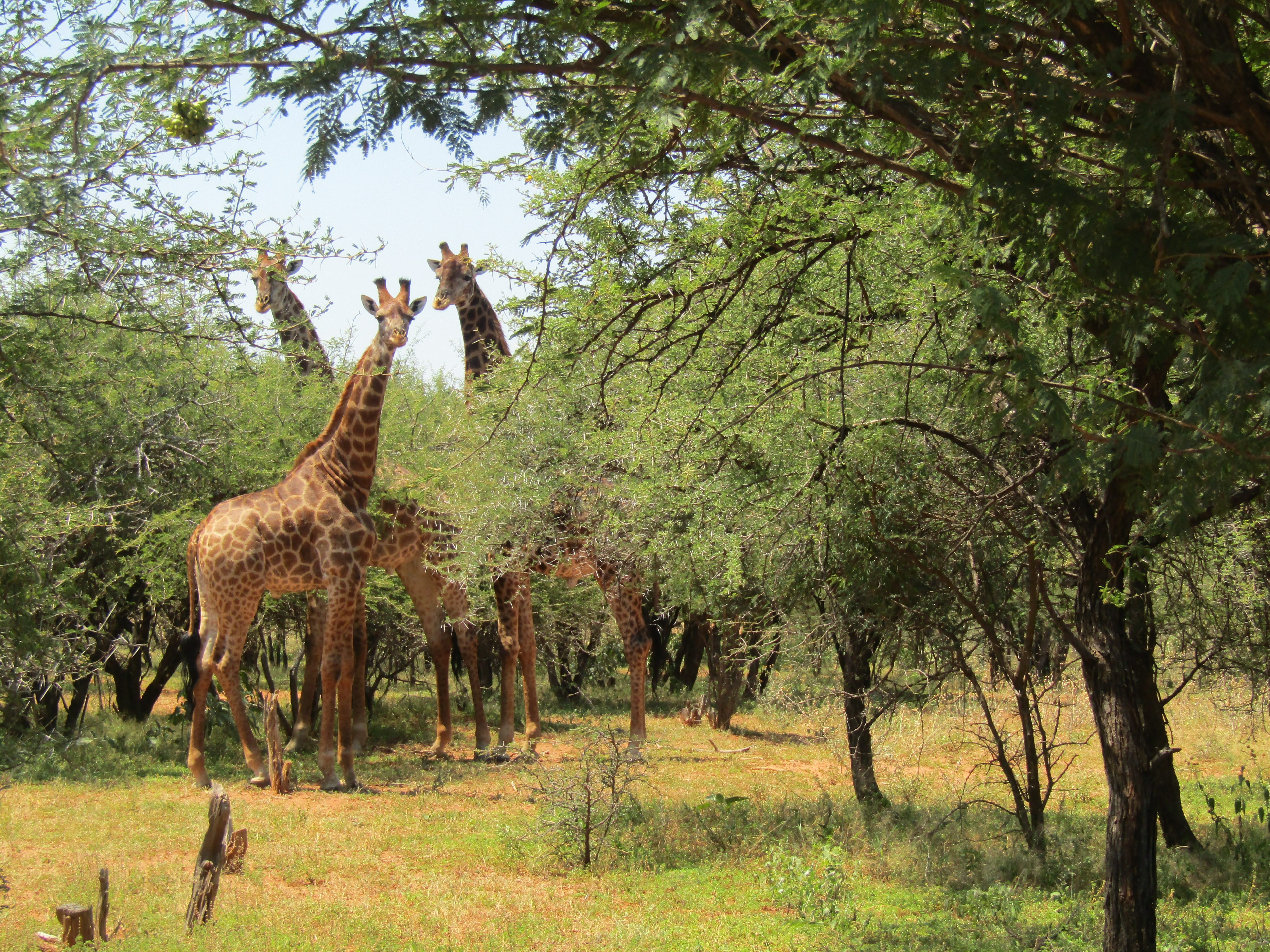 South African Giraffe