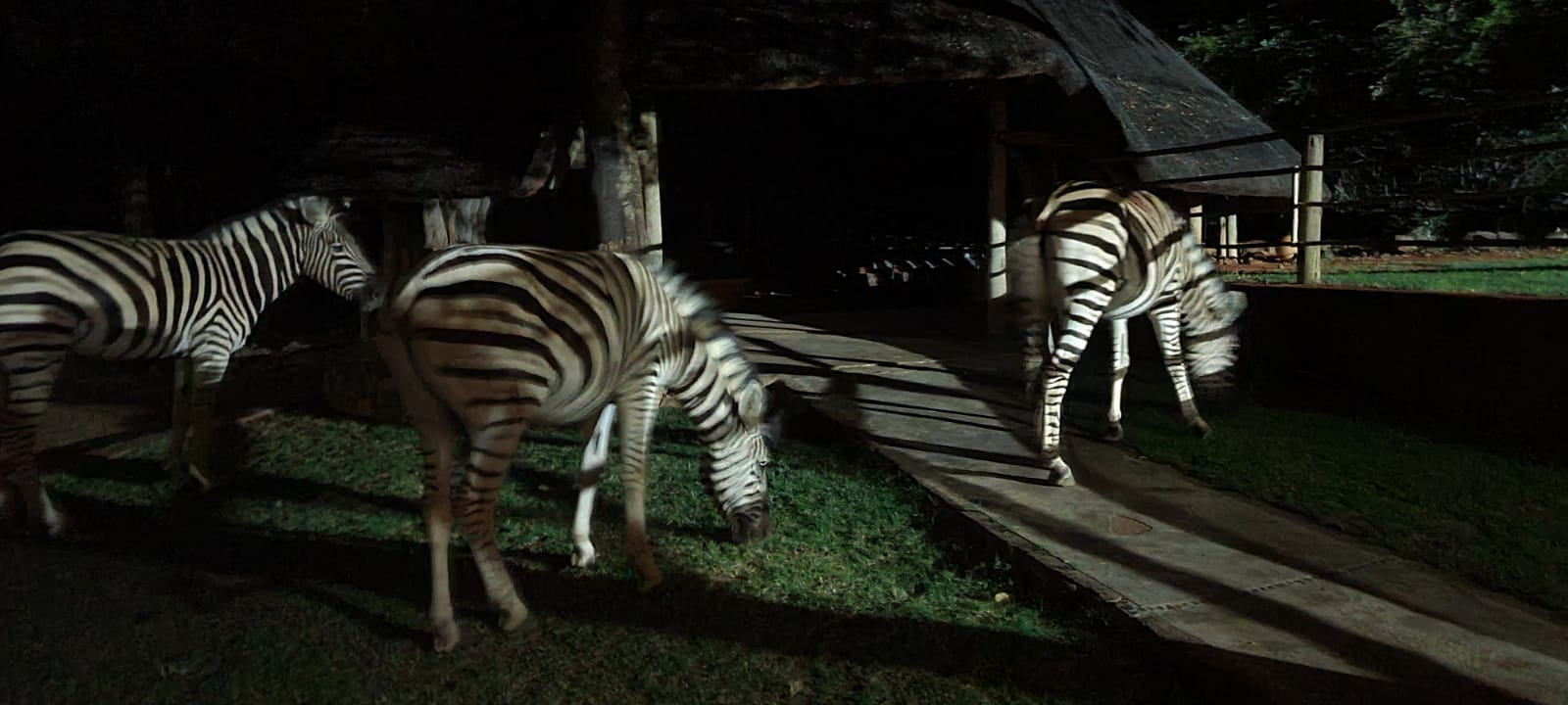 Zebras at Kwekwe Game Farm